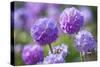 Drumstick primrose, Germany-Kerstin Hinze-Stretched Canvas