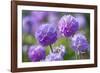 Drumstick primrose, Germany-Kerstin Hinze-Framed Photographic Print