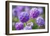 Drumstick primrose, Germany-Kerstin Hinze-Framed Photographic Print