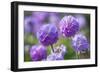 Drumstick primrose, Germany-Kerstin Hinze-Framed Photographic Print