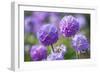 Drumstick primrose, Germany-Kerstin Hinze-Framed Photographic Print