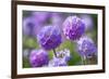 Drumstick primrose, Germany-Kerstin Hinze-Framed Photographic Print