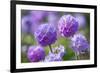 Drumstick primrose, Germany-Kerstin Hinze-Framed Photographic Print