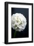 Drumstick primula 'Alba' (Primula denticulata var. Alba)-Angela Marsh-Framed Photographic Print