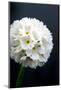 Drumstick primula 'Alba' (Primula denticulata var. Alba)-Angela Marsh-Mounted Photographic Print