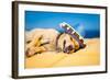 Drunk Mexican Dog-Javier Brosch-Framed Photographic Print