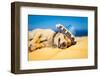 Drunk Mexican Dog-Javier Brosch-Framed Photographic Print