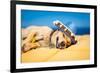 Drunk Mexican Dog-Javier Brosch-Framed Photographic Print