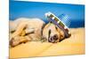 Drunk Mexican Dog-Javier Brosch-Mounted Photographic Print