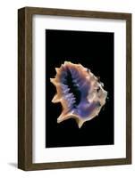 Drupa Morum-Paul Starosta-Framed Photographic Print