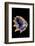 Drupa Morum-Paul Starosta-Framed Photographic Print