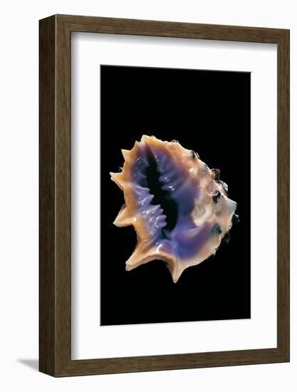 Drupa Morum-Paul Starosta-Framed Photographic Print