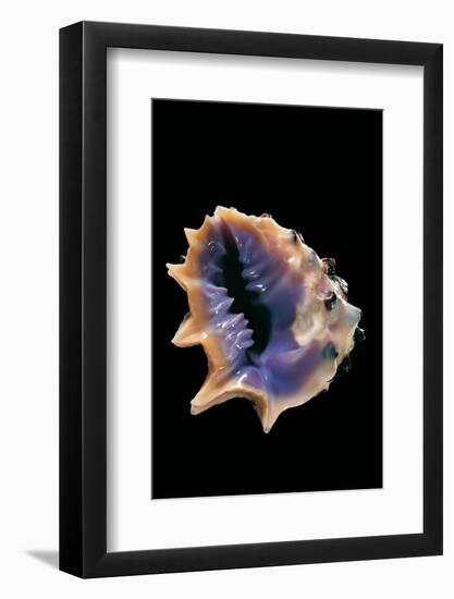 Drupa Morum-Paul Starosta-Framed Photographic Print