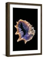 Drupa Morum-Paul Starosta-Framed Photographic Print