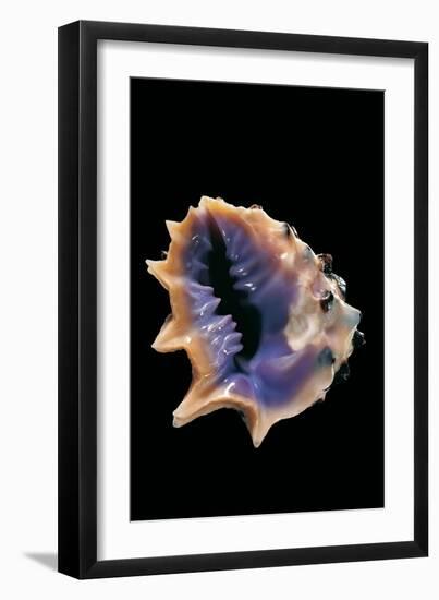 Drupa Morum-Paul Starosta-Framed Photographic Print