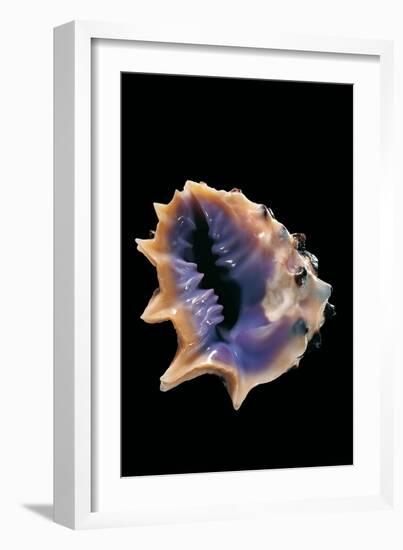 Drupa Morum-Paul Starosta-Framed Photographic Print