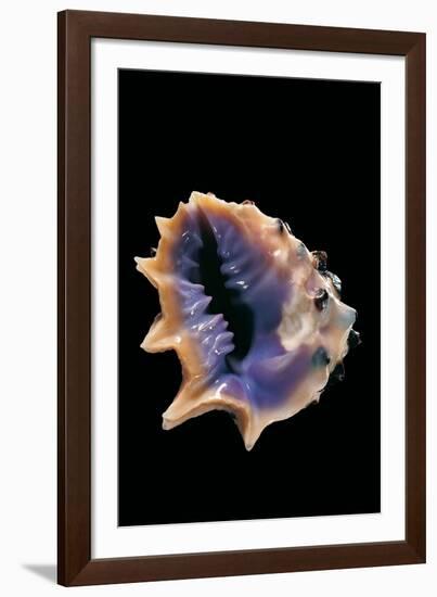 Drupa Morum-Paul Starosta-Framed Photographic Print