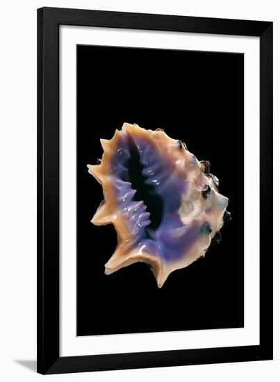 Drupa Morum-Paul Starosta-Framed Photographic Print