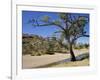 Dry Bed of Todd River, Alice Springs, Northern Territory, Australia, Pacific-Ken Gillham-Framed Photographic Print