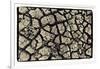 Dry, Cracked, Parched Earth in South Luangwa Valley National Park, Zambia-Paul Joynson Hicks-Framed Photographic Print