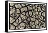 Dry, Cracked, Parched Earth in South Luangwa Valley National Park, Zambia-Paul Joynson Hicks-Framed Stretched Canvas