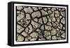 Dry, Cracked, Parched Earth in South Luangwa Valley National Park, Zambia-Paul Joynson Hicks-Framed Stretched Canvas