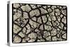 Dry, Cracked, Parched Earth in South Luangwa Valley National Park, Zambia-Paul Joynson Hicks-Stretched Canvas