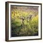 Dry Creek-Lance Kuehne-Framed Photographic Print