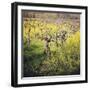 Dry Creek-Lance Kuehne-Framed Photographic Print