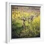 Dry Creek-Lance Kuehne-Framed Photographic Print