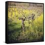 Dry Creek-Lance Kuehne-Framed Stretched Canvas