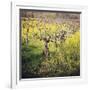 Dry Creek-Lance Kuehne-Framed Photographic Print