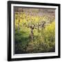 Dry Creek-Lance Kuehne-Framed Photographic Print