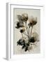 Dry Flowers No5-Treechild-Framed Giclee Print