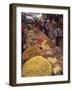 Dry Food on Indoor Stalls in Market, Augban, Shan State, Myanmar (Burma)-Eitan Simanor-Framed Photographic Print