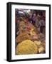 Dry Food on Indoor Stalls in Market, Augban, Shan State, Myanmar (Burma)-Eitan Simanor-Framed Photographic Print