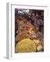 Dry Food on Indoor Stalls in Market, Augban, Shan State, Myanmar (Burma)-Eitan Simanor-Framed Photographic Print