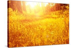 Dry Golden Grass in Autumnal Park-Anna Omelchenko-Stretched Canvas