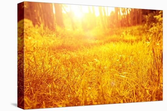 Dry Golden Grass in Autumnal Park-Anna Omelchenko-Stretched Canvas