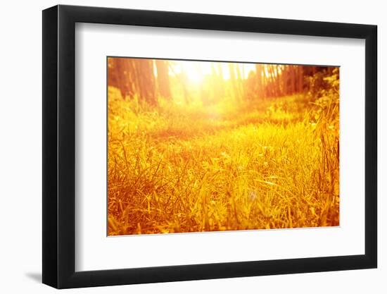 Dry Golden Grass in Autumnal Park-Anna Omelchenko-Framed Photographic Print