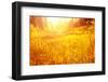 Dry Golden Grass in Autumnal Park-Anna Omelchenko-Framed Photographic Print