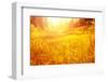 Dry Golden Grass in Autumnal Park-Anna Omelchenko-Framed Photographic Print