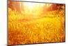 Dry Golden Grass in Autumnal Park-Anna Omelchenko-Mounted Photographic Print