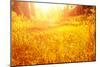 Dry Golden Grass in Autumnal Park-Anna Omelchenko-Mounted Photographic Print