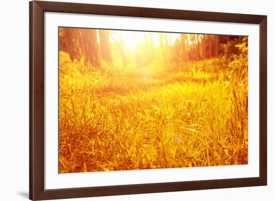 Dry Golden Grass in Autumnal Park-Anna Omelchenko-Framed Photographic Print