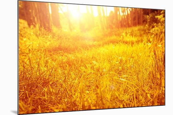 Dry Golden Grass in Autumnal Park-Anna Omelchenko-Mounted Photographic Print