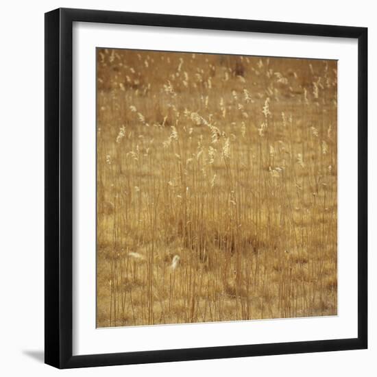 Dry Grass-Micha Pawlitzki-Framed Photographic Print