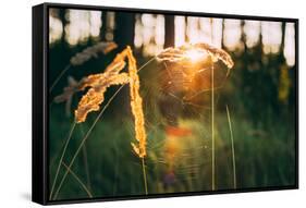 Dry Green Grass Field in Sunset Sunlight. Beautiful Yellow Sunrise Light over Meadow. Summer in Rus-Grisha Bruev-Framed Stretched Canvas