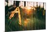 Dry Green Grass Field in Sunset Sunlight. Beautiful Yellow Sunrise Light over Meadow. Summer in Rus-Grisha Bruev-Mounted Photographic Print