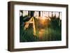 Dry Green Grass Field in Sunset Sunlight. Beautiful Yellow Sunrise Light over Meadow. Summer in Rus-Grisha Bruev-Framed Photographic Print